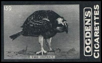 02OGID 139 The Osprey